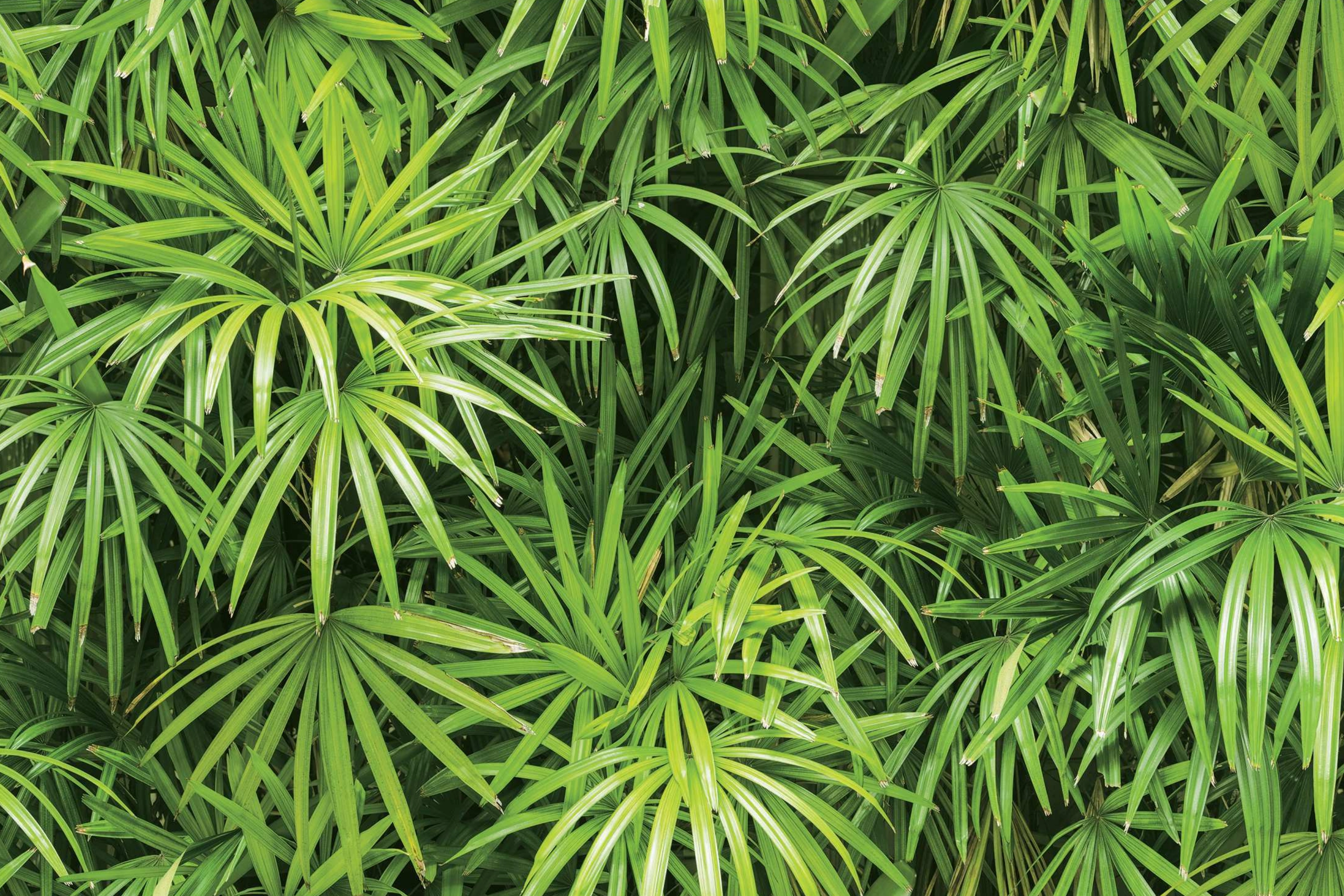 ColourDrive-Korean Wallpaper Nature Wallpaper Tropical 88425 wall houseWallpaper design painting for Kitchen Room,Pooja Room,Balcony,Staircase